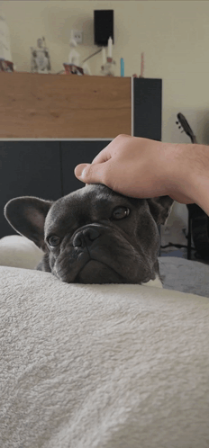 Person Petting French Bulldog GIF