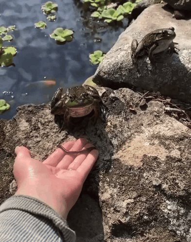 Person Petting Frog by Pond