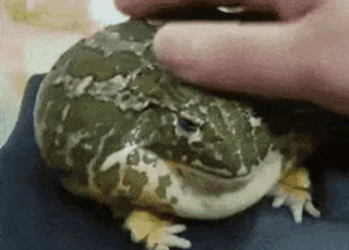 Person Petting Frog GIF