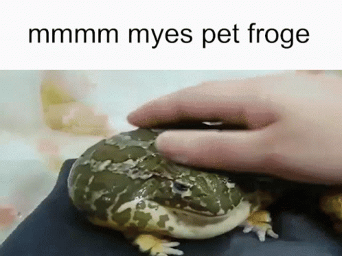 Person Petting Frog Saying Mmmm Myes Pet Froge GIF