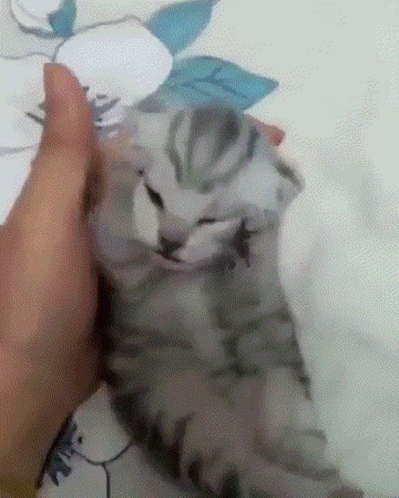 Person Petting Gray Cat on Bed