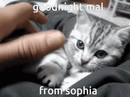 Person Petting Kitten Goodnight Mal from Sophia