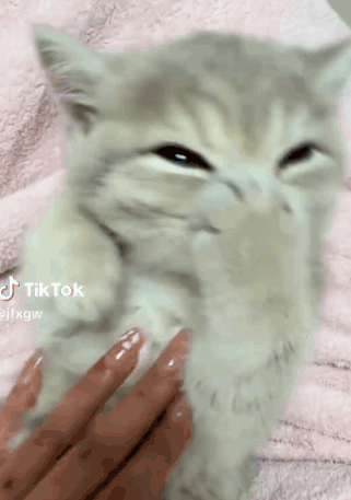 Person Petting Kitten on Pink Blanket