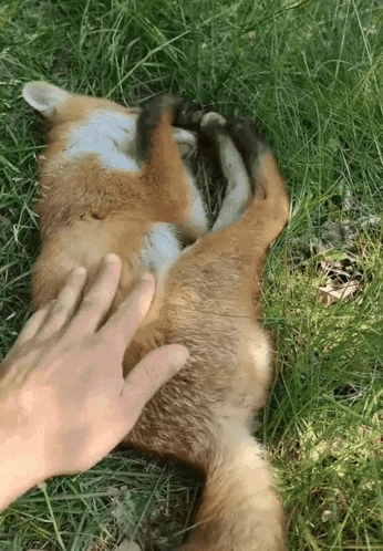 Person Petting Lying Fox