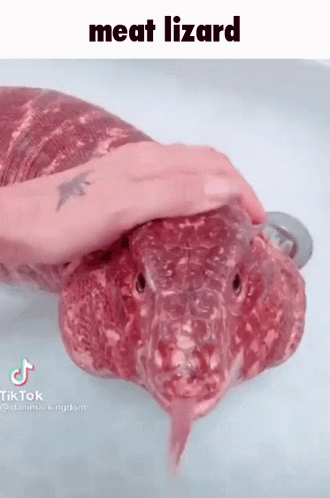 Person Petting Meat Covered Lizard