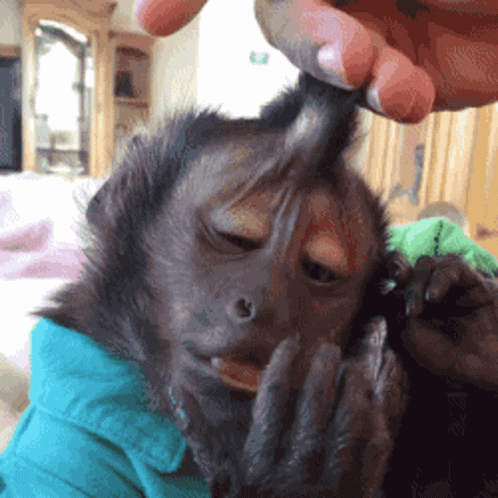 Person Petting Monkey's Head