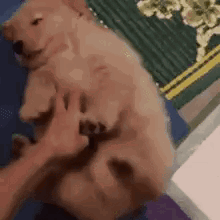 Person Petting Puppy On Back GIF