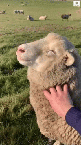 Person Petting Sheep in Field
