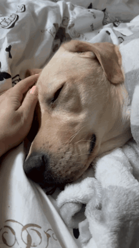Person Petting Sleeping Dog on White Blanket