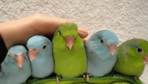 Person Petting Small Birds On Peas Pod GIF