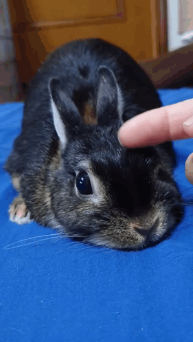 Person Petting Small Black Rabbit GIF