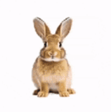 Person Petting Small Brown Rabbit