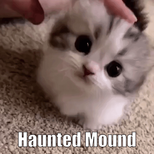 Person Petting Small Kitten on Carpet