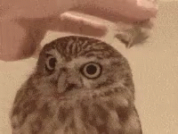 Person Petting Small Owl