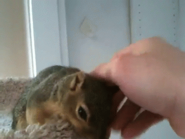 Person Petting Small Squirrel on Blanket