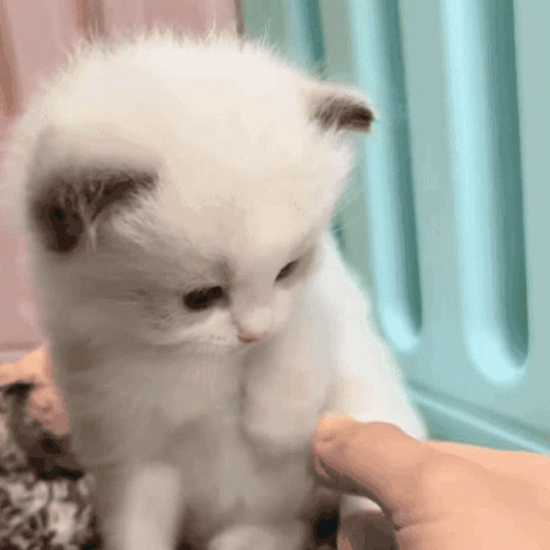 Person Petting Small White Kitten