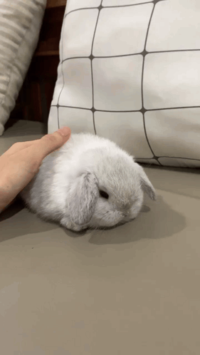Person Petting Small White Rabbit on Bed