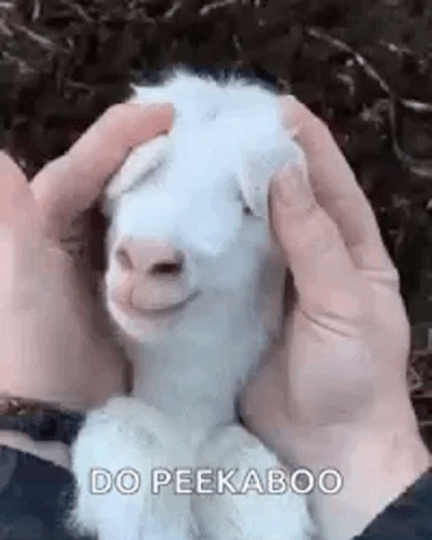 Person Petting Smiling Baby Goat