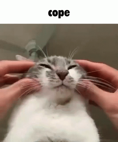 Person Petting Smiling Cat