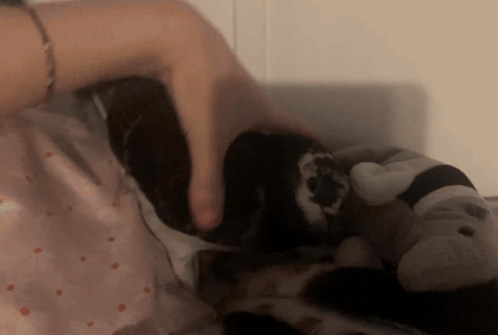 Person Petting Stuffed Animal on Polka Dot Bed