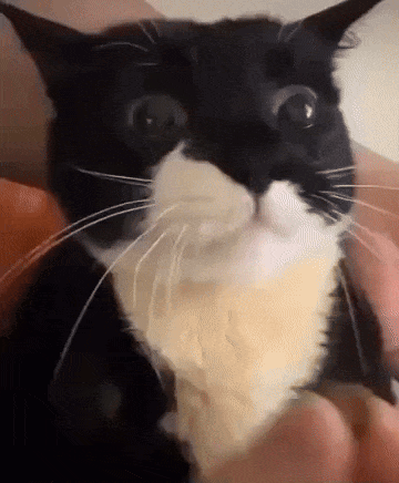 Person Petting Surprised Black and White Cat