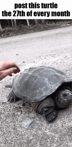Person Petting Turtle on Dirt Road