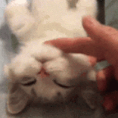 Person Petting White Cat Laying on Back Eyes Closed