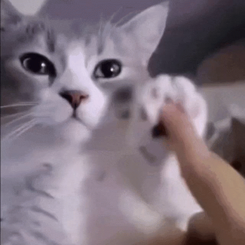 Person Petting White Cat's Paw GIF