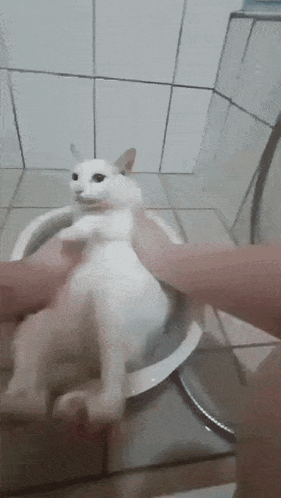 Person Petting White Cat