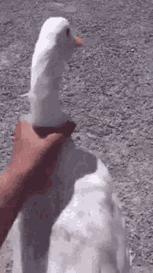 Person Petting White Goose on Dirt Road