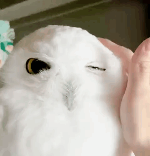 Person Petting White Owl Face