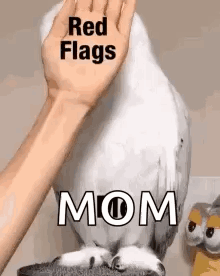 Person Petting White Parrot