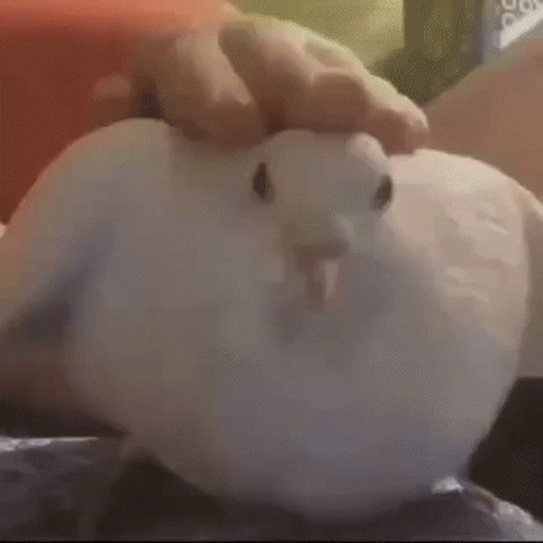 Person Petting White Pigeon