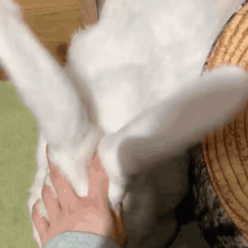 Person Petting White Rabbit GIF