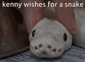 Person Petting White Snake