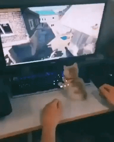 Person Playing Video Game While Cat Sits on Desk