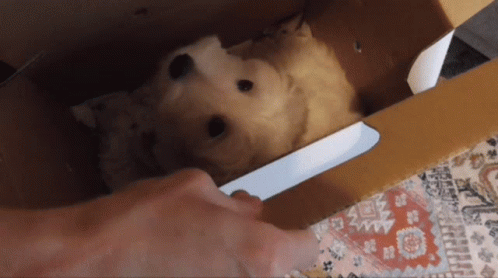 Person Putting Dog In Cardboard Box With Knife GIF