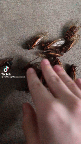 Person Reaching For Cockroach GIF