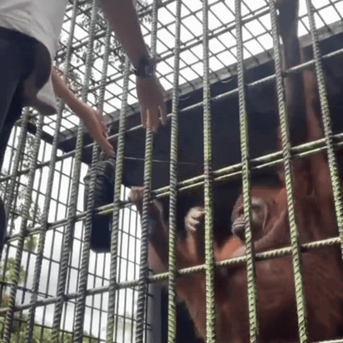 Person Reaching Out To Monkey In Cage GIF