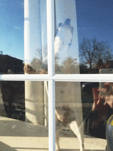 Person Reflection in Window With Blue Sky