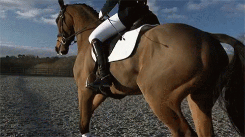 Person Riding Brown Horse GIF