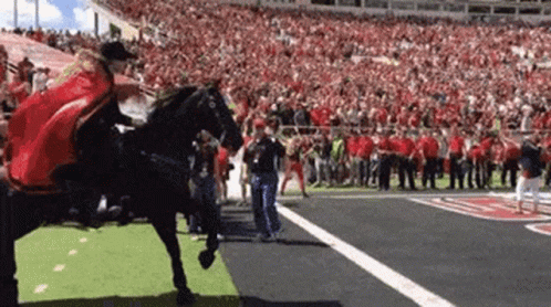 Person Riding Horse in Field with Crowd