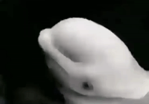 Person's Hand Holding White Object