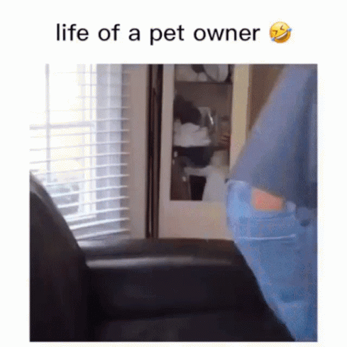 Person Sitting in Chair Saying Life of a Pet Owner