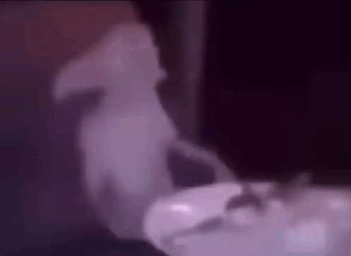 Person Standing Next To Food Bowl GIF