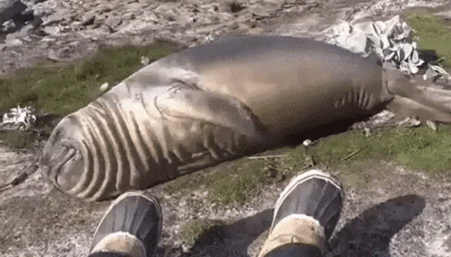 Person Standing Next To Seal