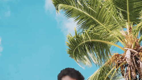 Person Standing Under Palm Tree