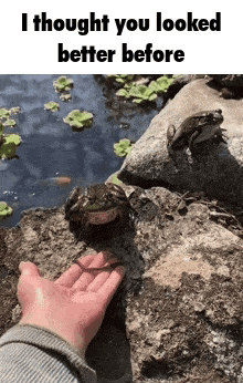 Person Touching Frog on Rock