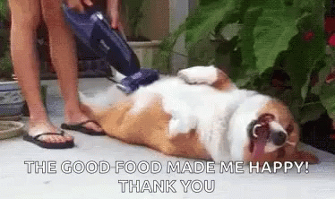 Person Vacuuming Corgi Laying On Back GIF