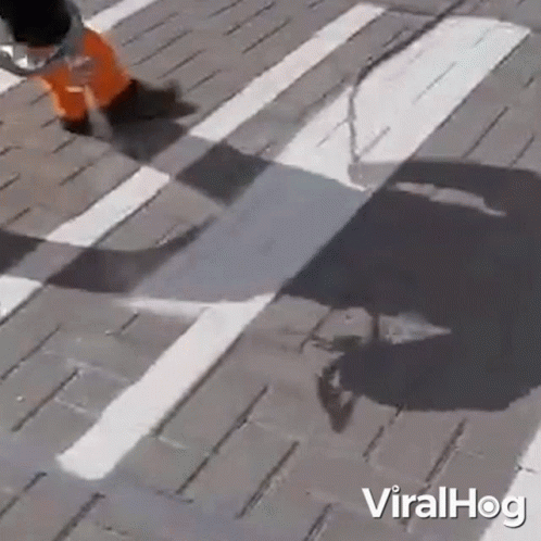 Person Walking Across Crosswalk With Shadow
